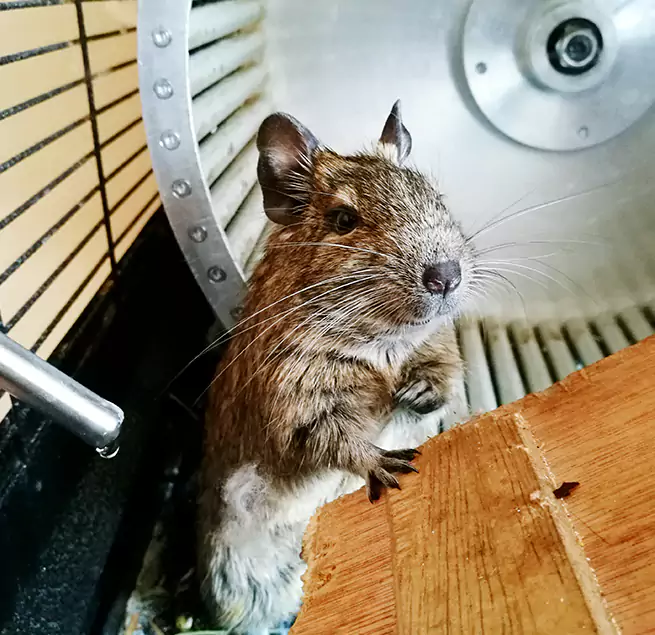 Why Homeowners & Businesses Trust Us Apex, NC